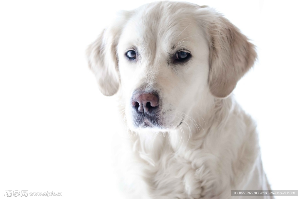 金毛巡回猎犬