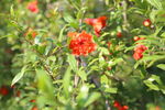 石榴花