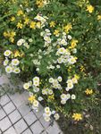 一年蓬花