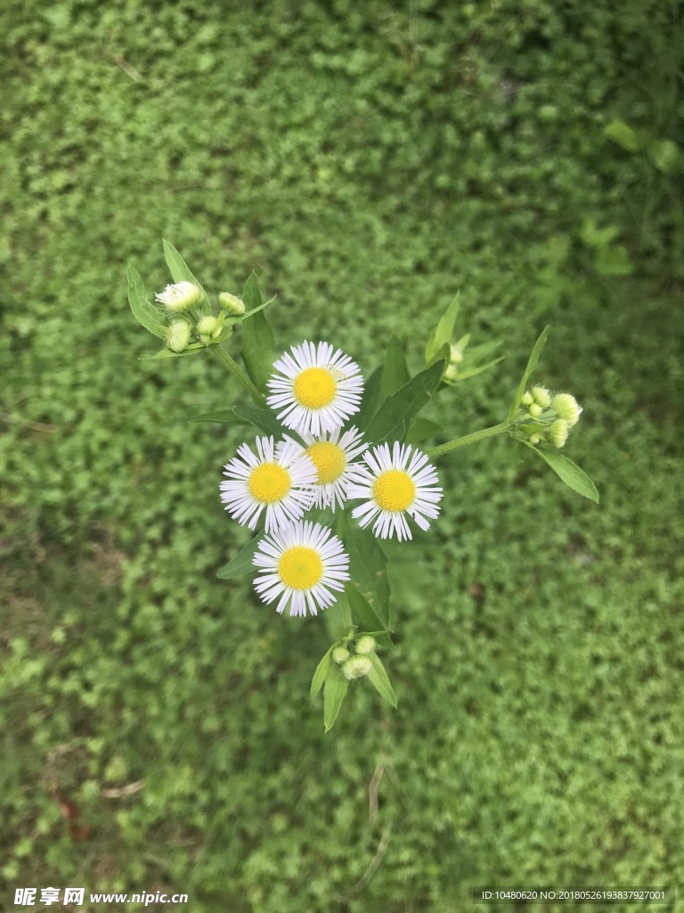 一年蓬花