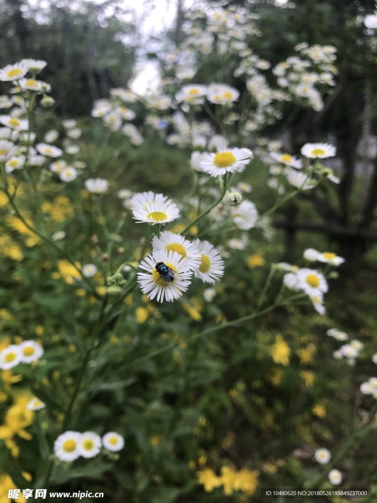 一年蓬花