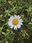 滨菊