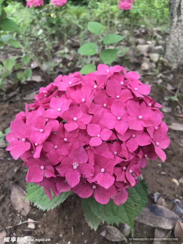 绣球