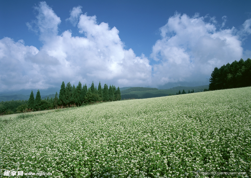 花田