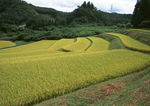 稻田