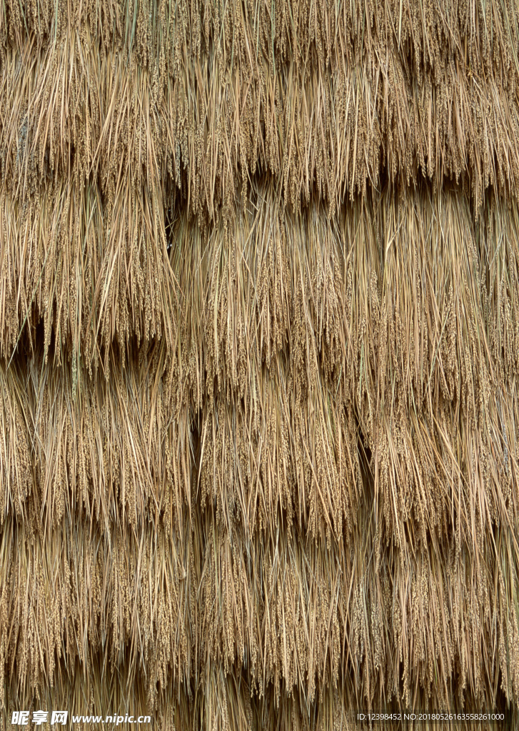 谷草