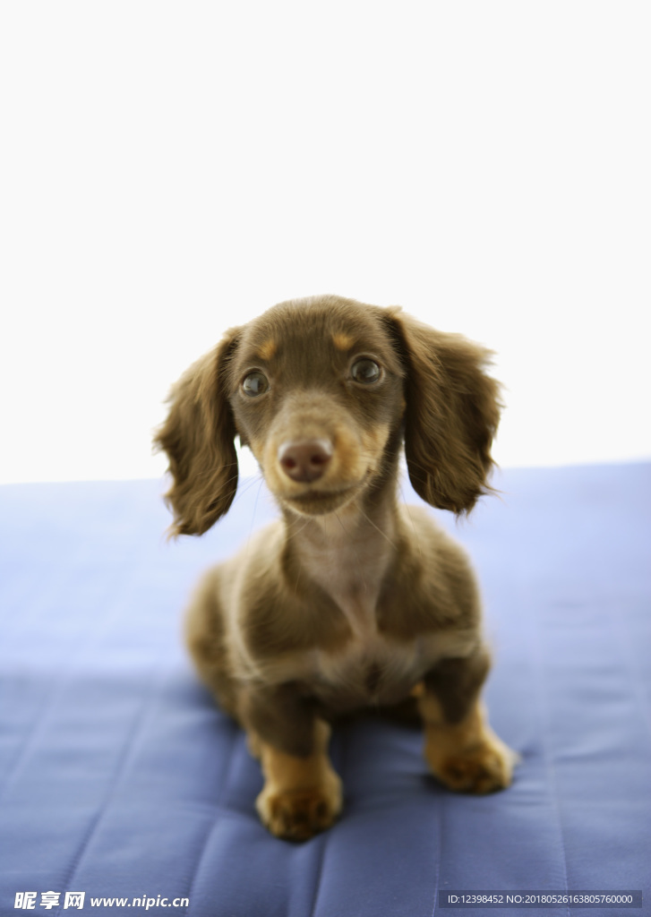 狗狗