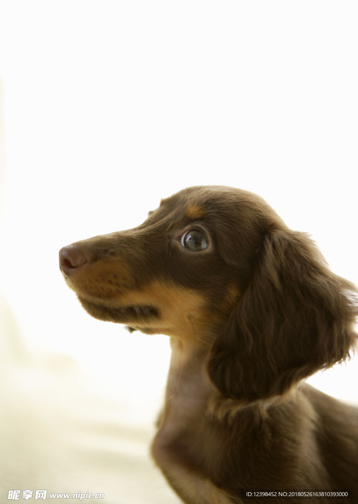 狗狗