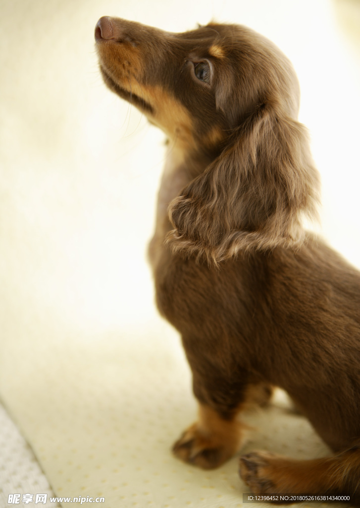 狗狗