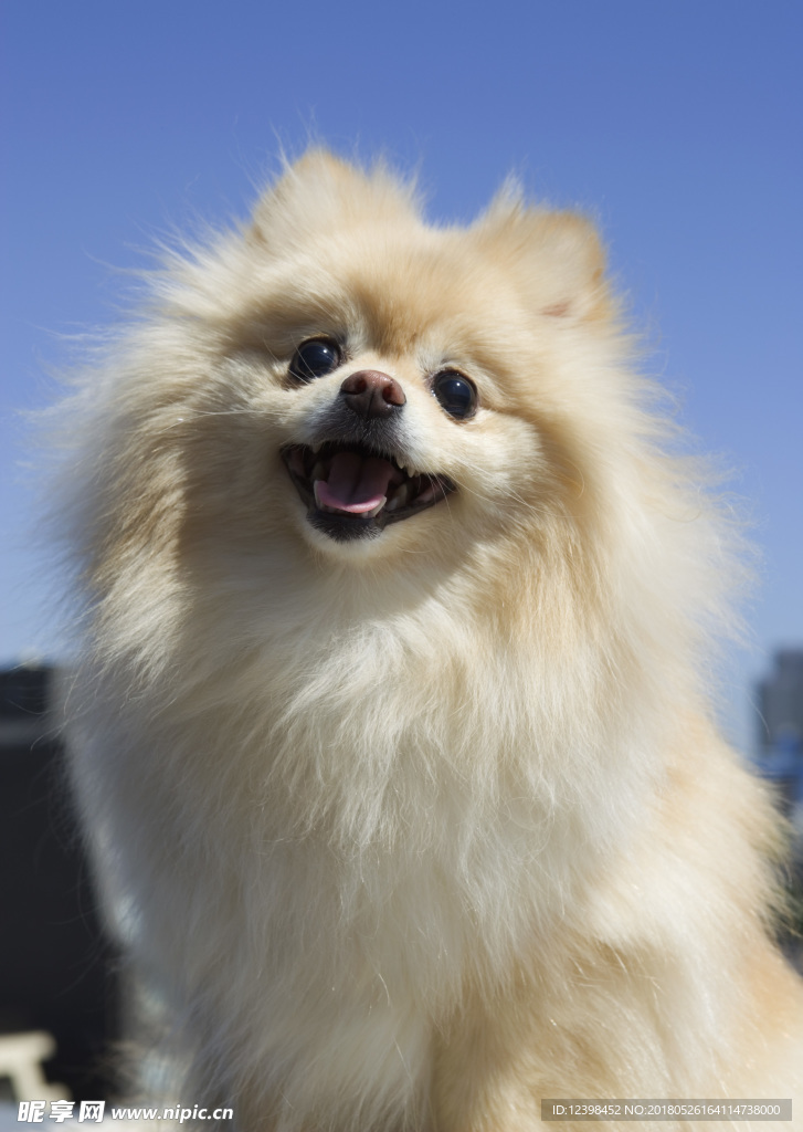 狗狗