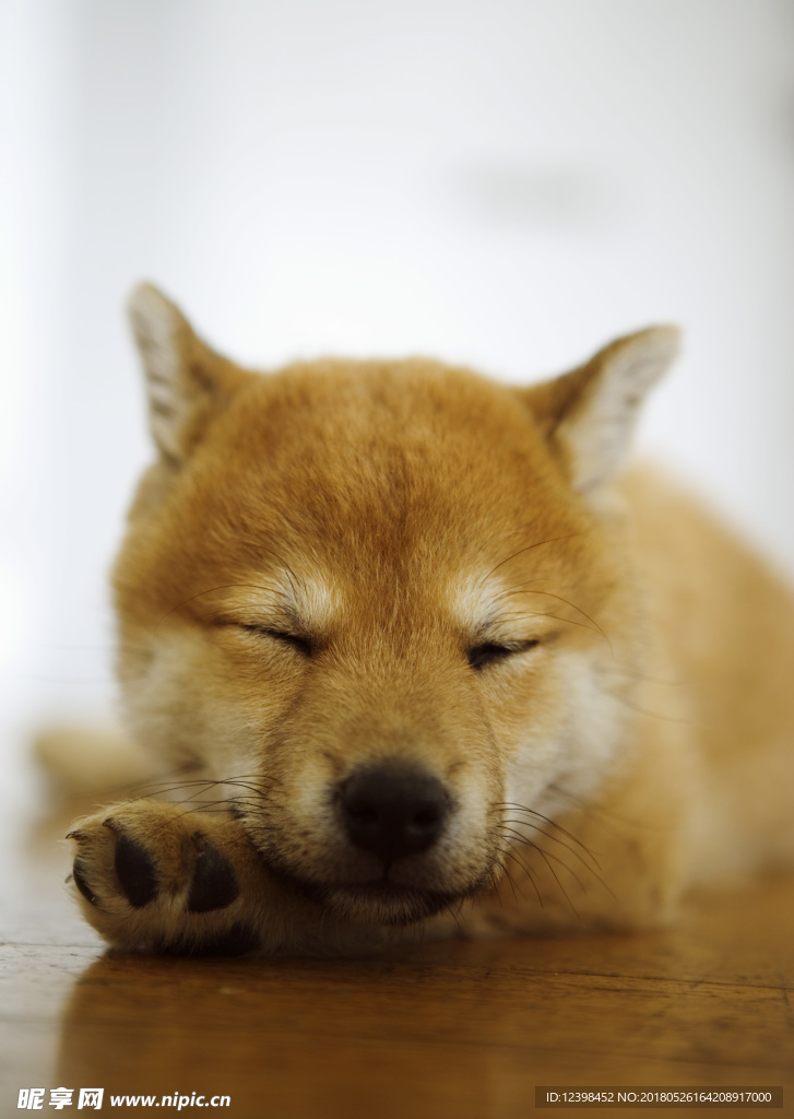 狗狗