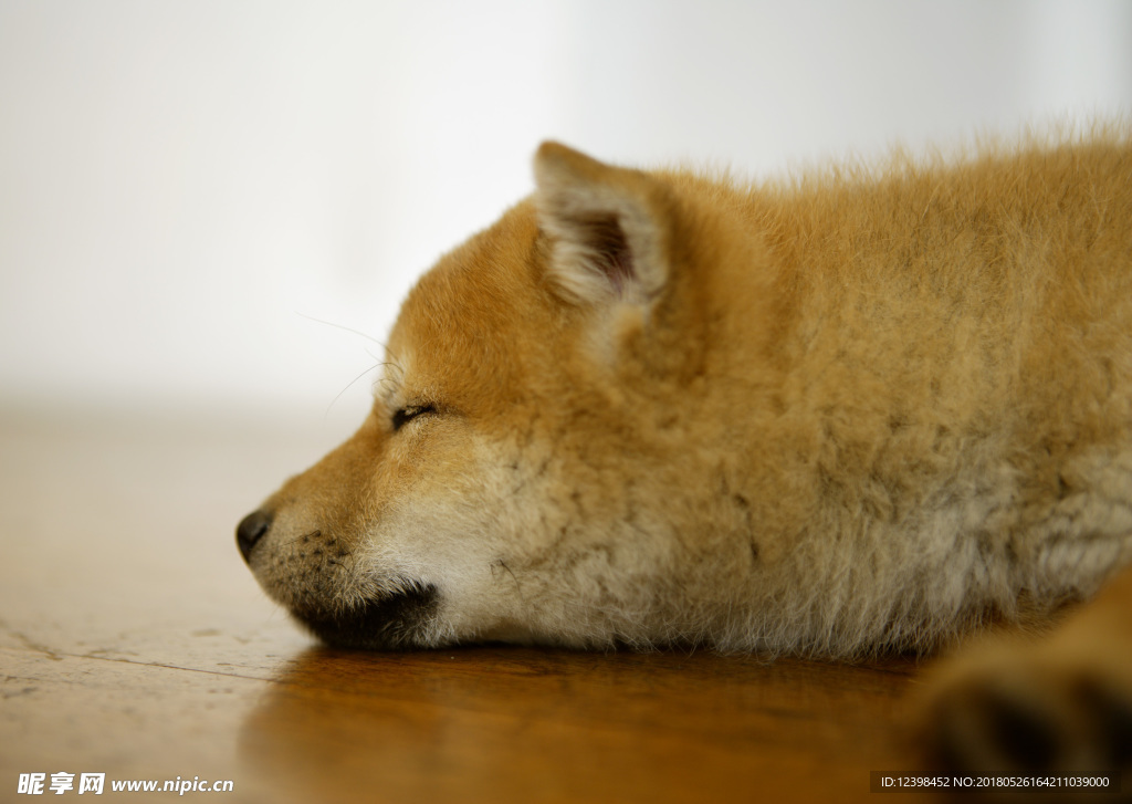 狗狗