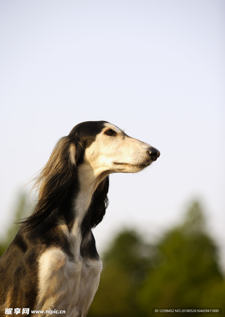 狗狗