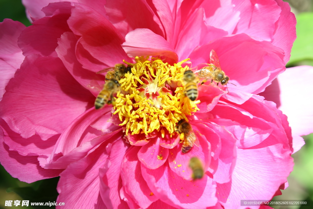 牡丹花