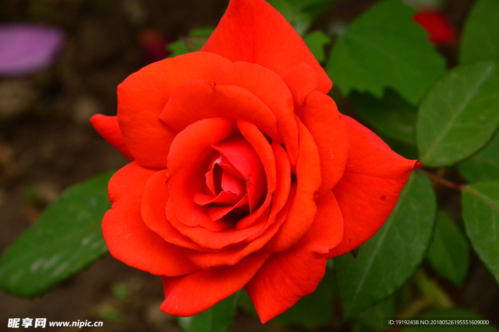 月季花