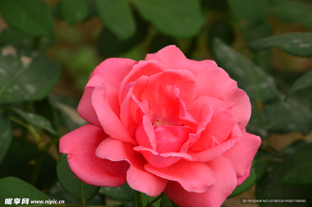 月季花