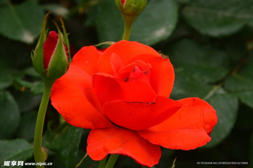 月季花