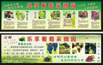 葡萄宣传栏展板海报