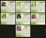 葡萄宣传单 展板 宣传栏 介绍