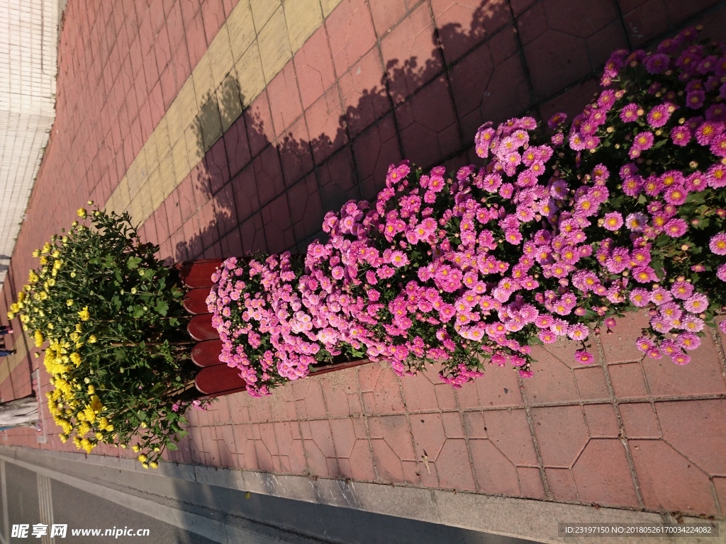 菊花花圃