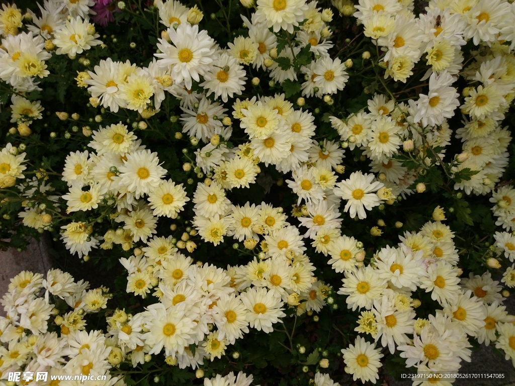 菊花