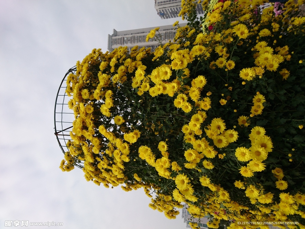 花柱