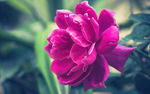 月季花