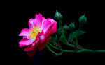 月季花