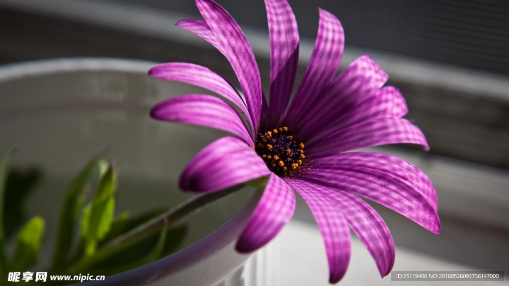 雏菊