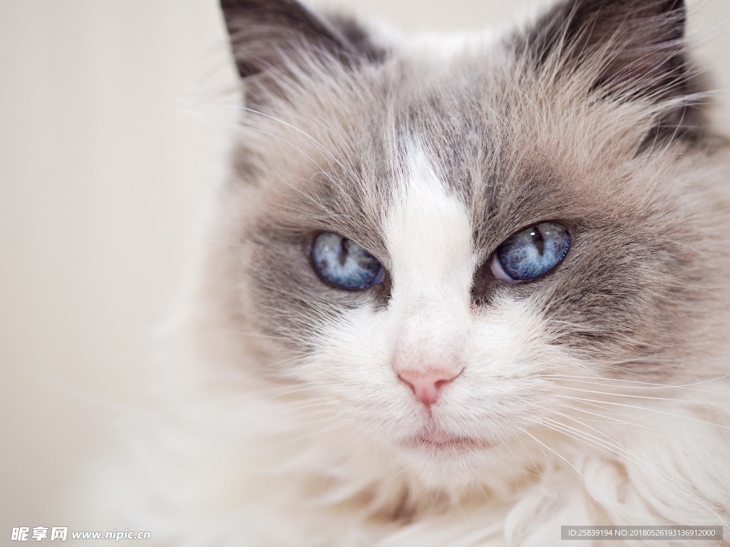 猫 小猫 可爱猫咪 可爱猫 宠