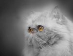 猫 小猫 可爱猫咪 可爱猫 宠