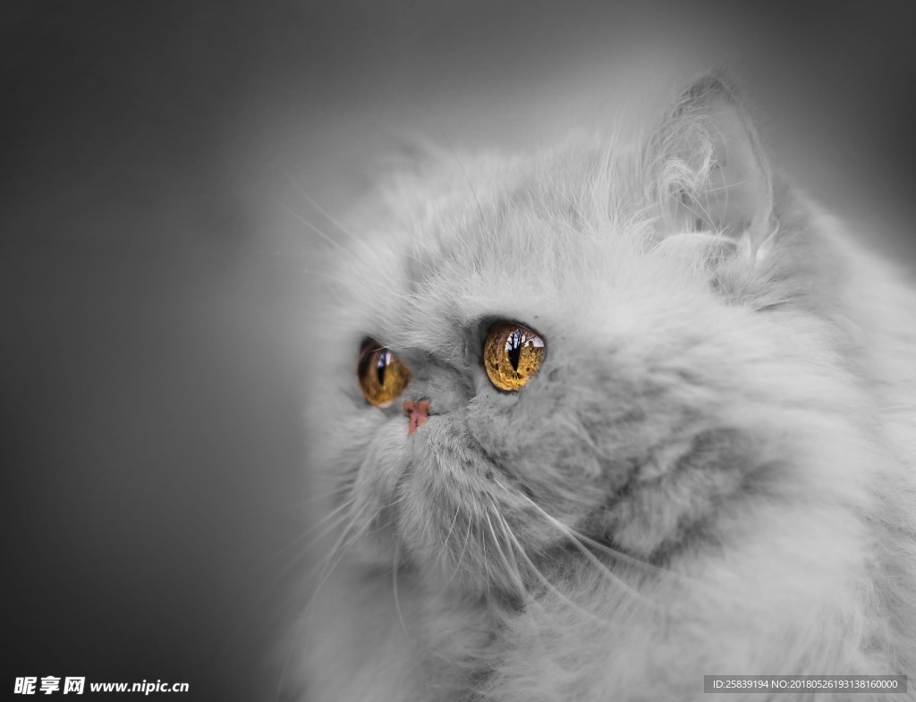 猫 小猫 可爱猫咪 可爱猫 宠
