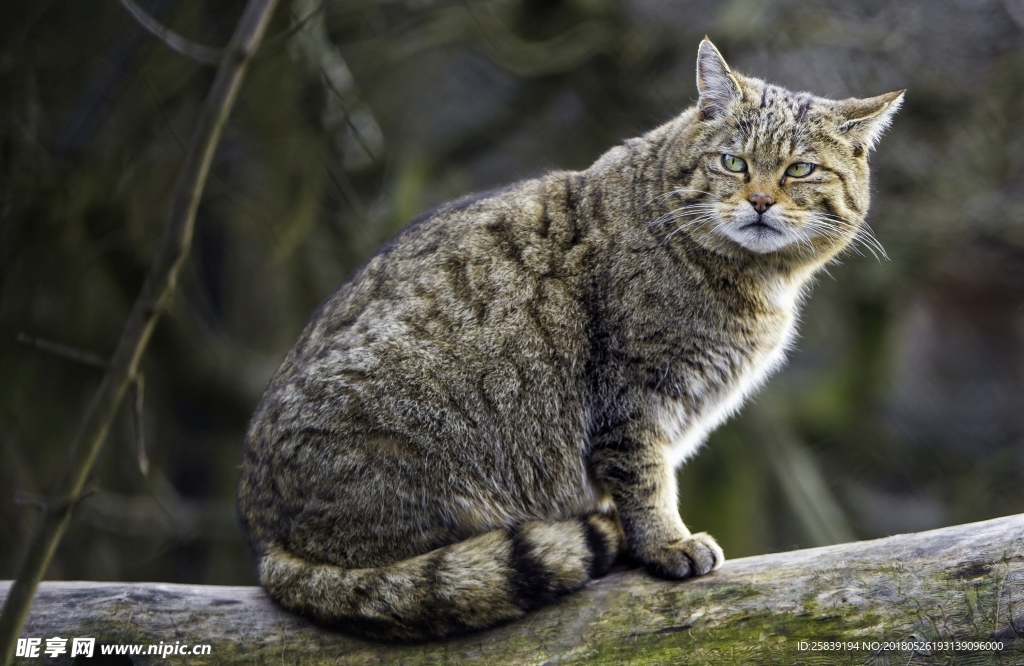 猫 小猫 可爱猫咪 可爱猫 宠