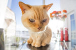 猫 小猫 可爱猫咪 可爱猫 宠