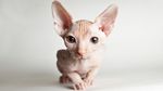 猫 小猫 可爱猫咪 可爱猫 宠