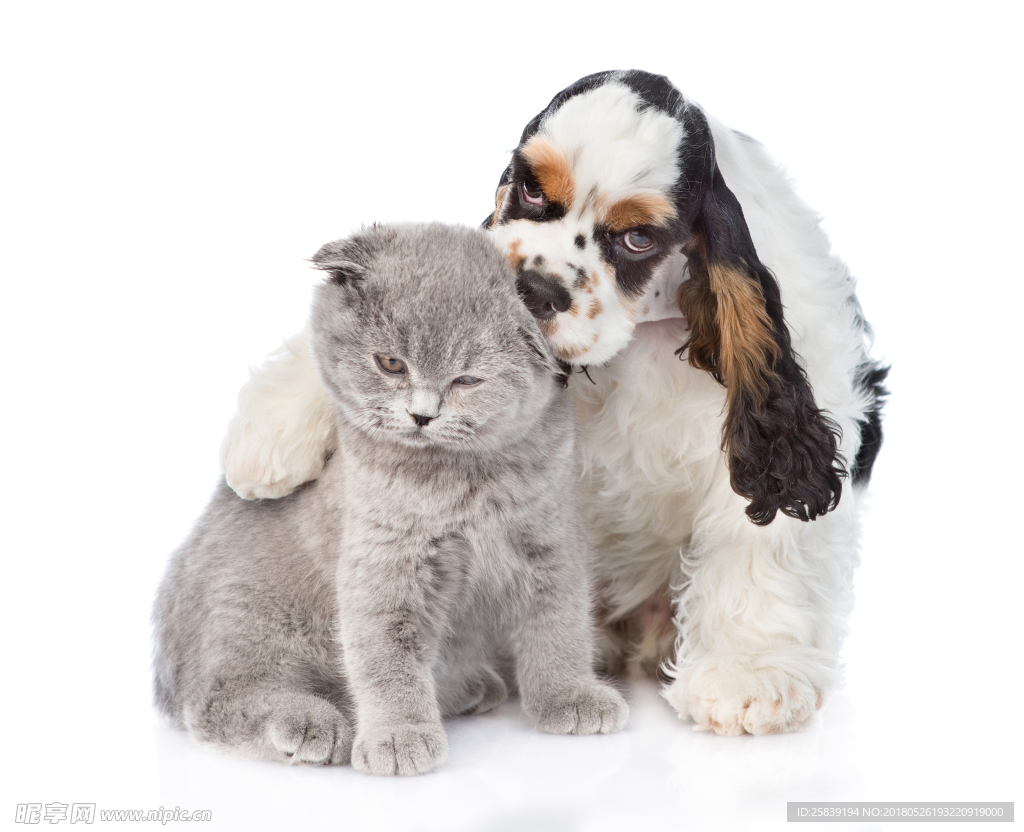 猫 小猫 可爱猫咪 可爱猫 宠