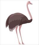手绘插画动物