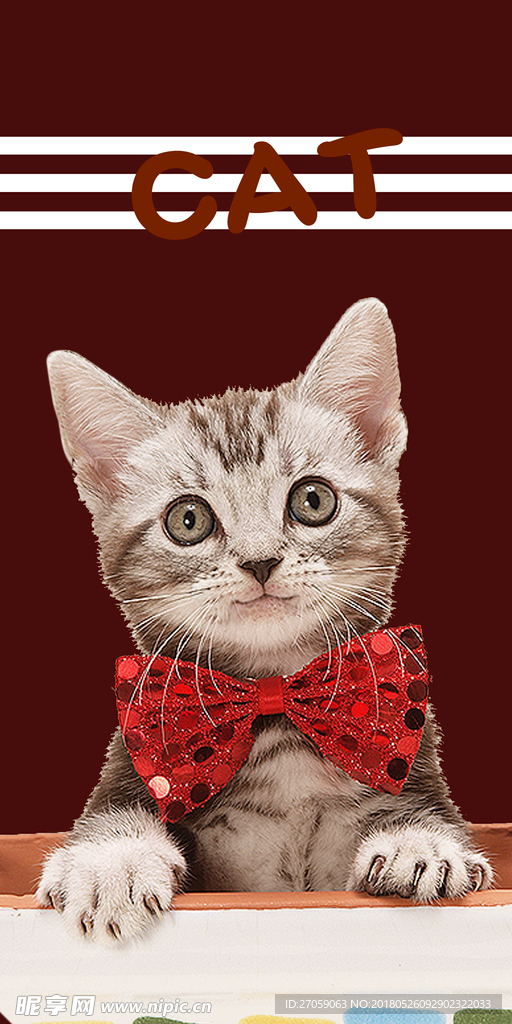 猫