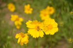金鸡菊