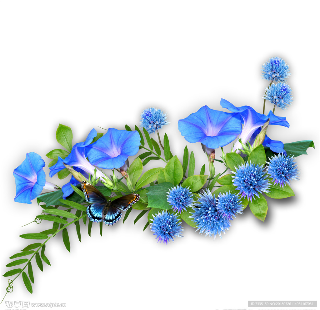 花    透明素材   高清花