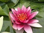 睡莲花