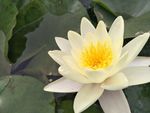 睡莲花
