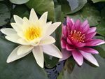 睡莲花