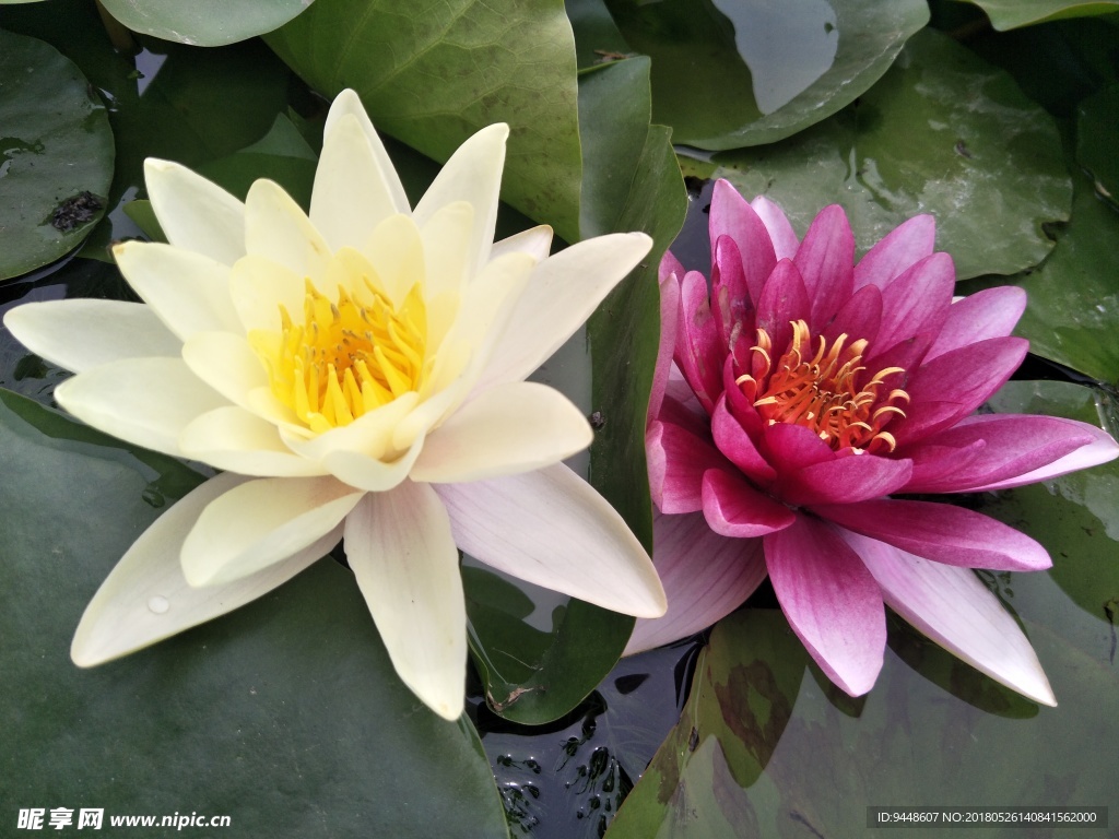 睡莲花