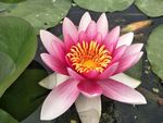 睡莲花