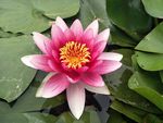睡莲花