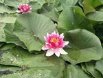 睡莲花