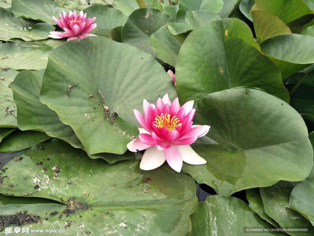 睡莲花