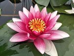 睡莲花
