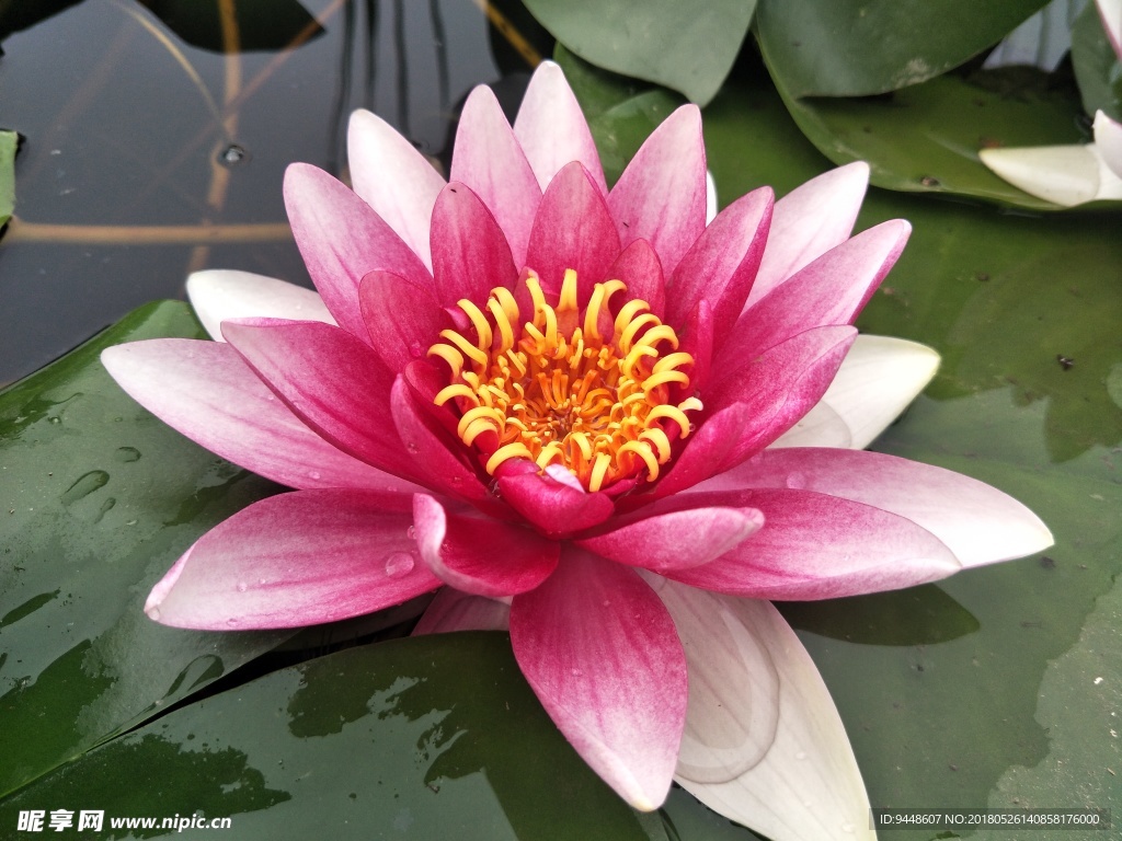 睡莲花